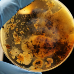Безопасная и эффективная защита от бактерий и грибков